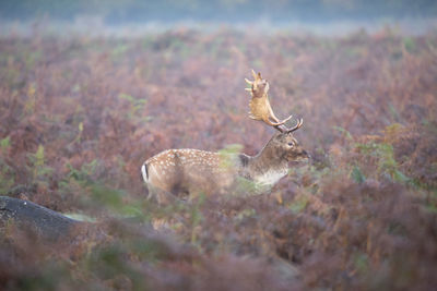 View of deer on field