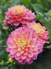 Close-up of pink dahlia flower