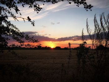 Silhouette trees on field against sky during sunset