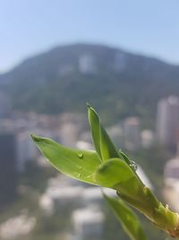 Close-up of plant growing on land