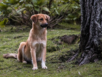 Portrait of dog sitting on tree trunk