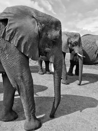 View of elephant walking