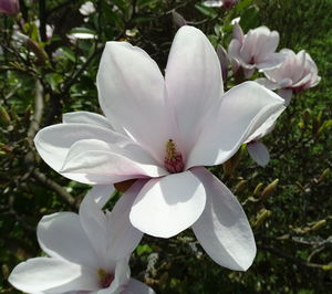 Close-up of flower