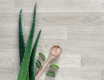 High angle view of plant on table