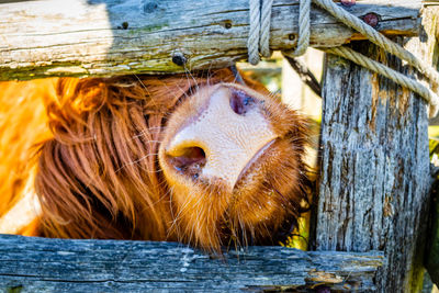 Close-up of an animal representation