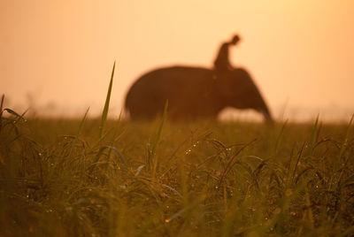 Grass on field at sunset