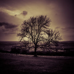 Tree by sea against sky during sunset