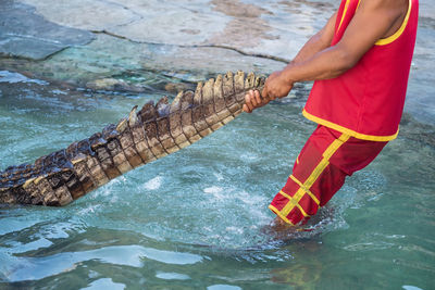 Trainers pull tail of crocodile for exhibition show at thai zoo.