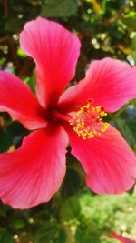 Close-up of pink flower