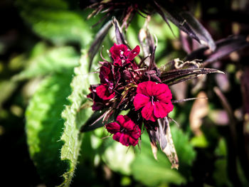 Close-up of pink flowers