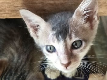 Close-up portrait of cat at home