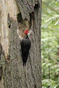 Close-up of bird perching on tree trunk