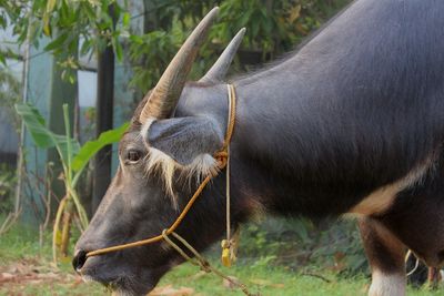 Close-up of a horse on field