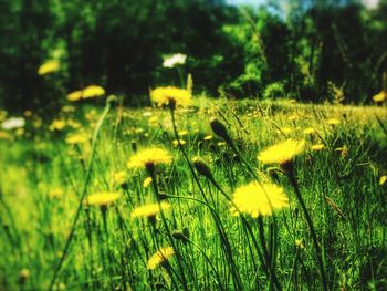 Close-up of white flowers blooming in field