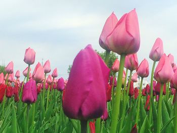 Close-up of pink tulips blooming in field