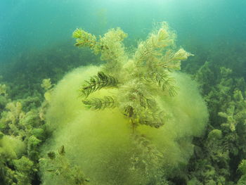 View of coral swimming in sea