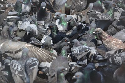 High angle view of pigeons