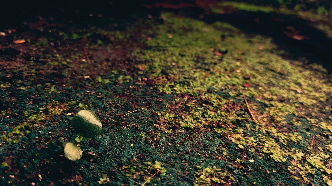 selective focus, nature, field, growth, day, tranquility, green color, fragility, full frame, freshness, botany, dirty, surface level, no people, growing