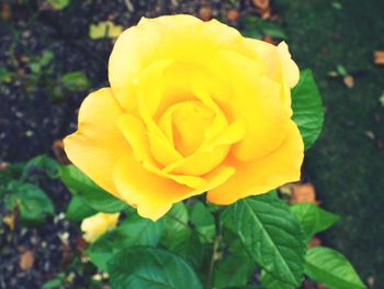 Close-up of yellow rose