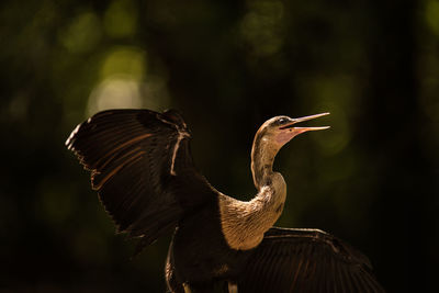 Close-up of bird flying