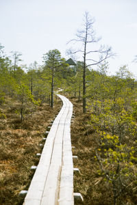 A wooden footpath in an early spring swamp