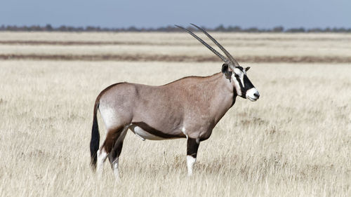 Side view of horse on field