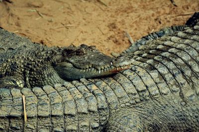 Close-up of crocodile on shore