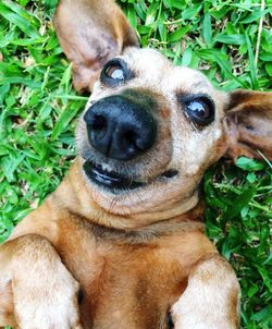 Close-up portrait of dog