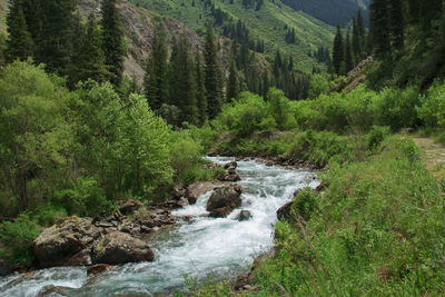 Turgen river high in the mountains in the forest in the turgen gorge in summer, kazakhstan