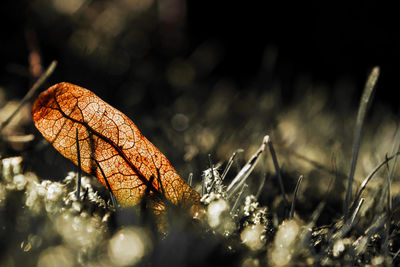 Close-up of dry autumn leaf