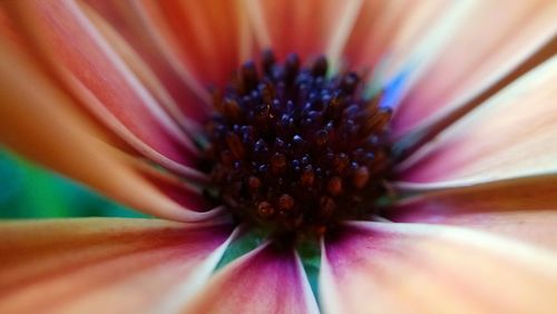 Extreme close-up of flower