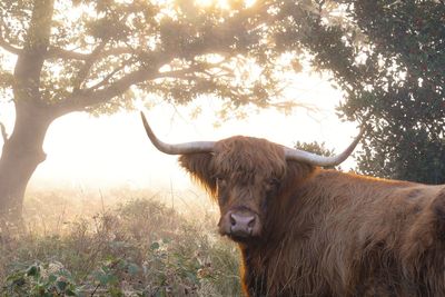 Highland cattle on a field