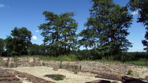 Trees on field against sky