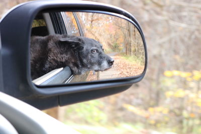 Dog looking at camera