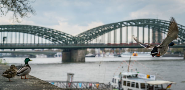 Bird flying against bridge