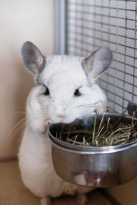 Cute chinchilla of white color is sitting in its house near to bowl with hay. time of feeding.