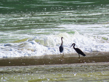 View of birds on beach