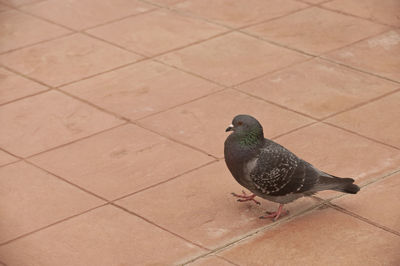 High angle view of pigeon perching on tiled floor