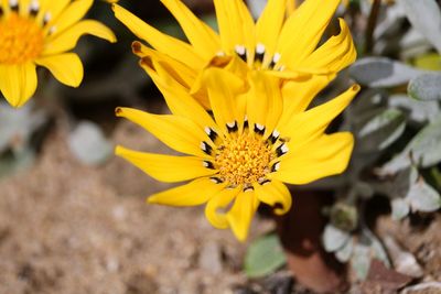 Close-up of yellow flower