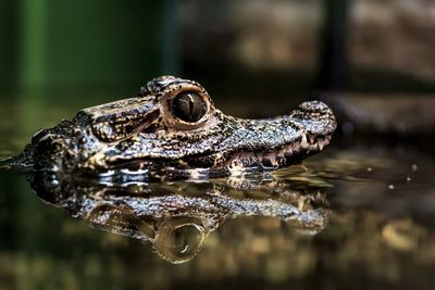 Close-up of turtle in water