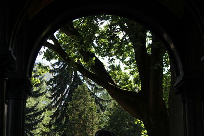 Low angle view of trees and plants in forest