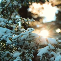 Close-up of frozen tree during winter