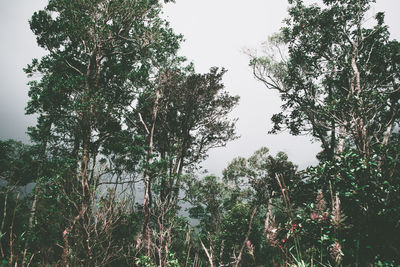 Low angle view of trees against sky