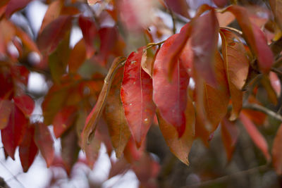 Close-up of red berries growing on plant