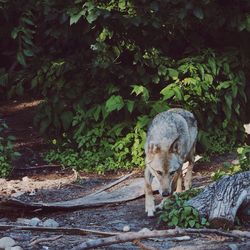 Wolf walking on field