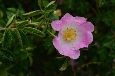 Close-up of wet pink flower blooming outdoors