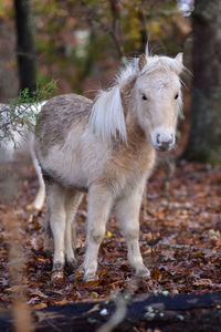 Horse standing in a field