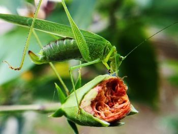 Close-up of green insect on plant