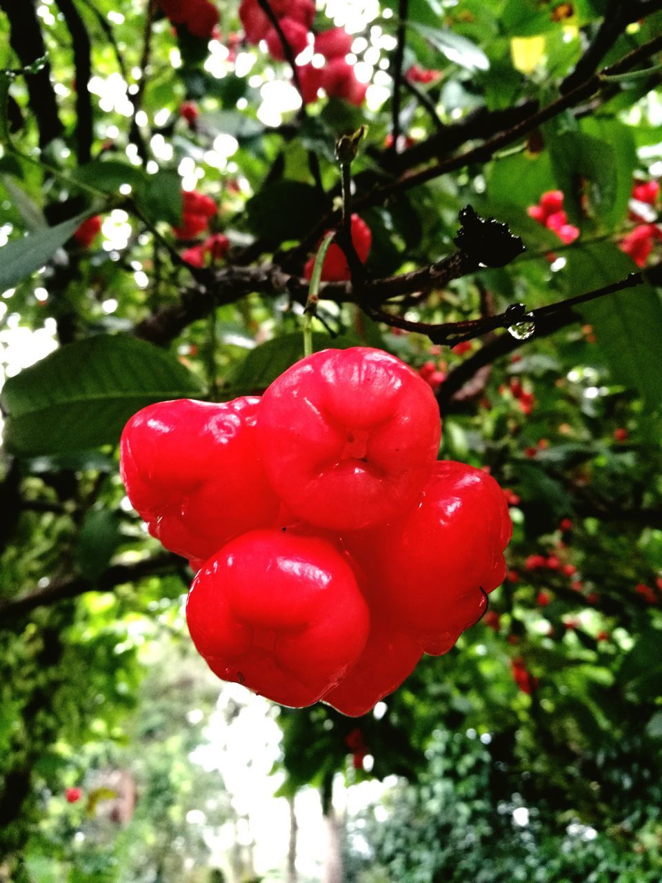 red, growth, freshness, food and drink, close-up, fruit, healthy eating, tree, focus on foreground, no people, food, nature, outdoors, day, beauty in nature