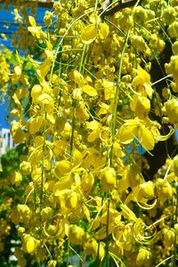 Low angle view of yellow fruits on tree